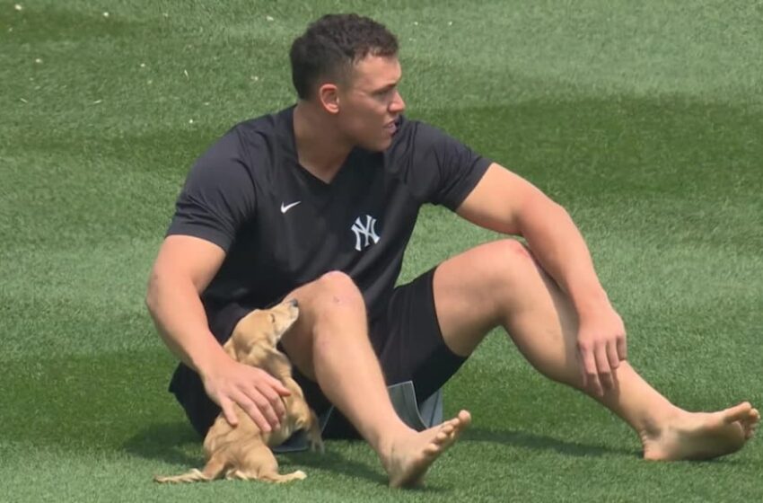  Aaron Judge compartió en los jardines con su perro salchicha